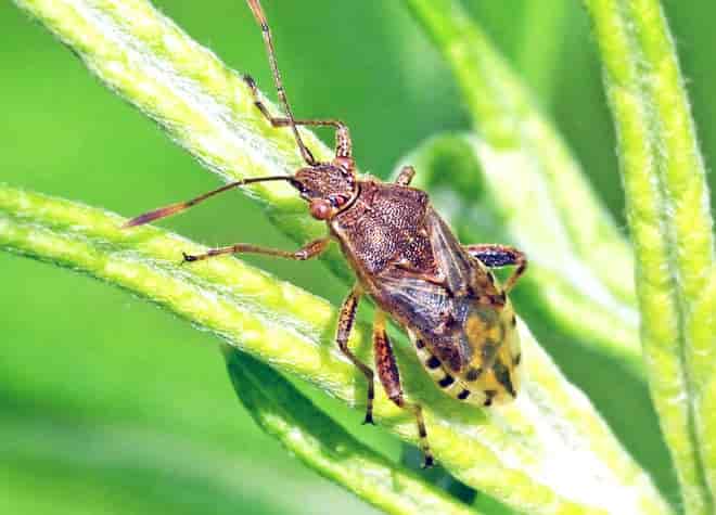昆虫図鑑・ブチヒメヘリカメムシ